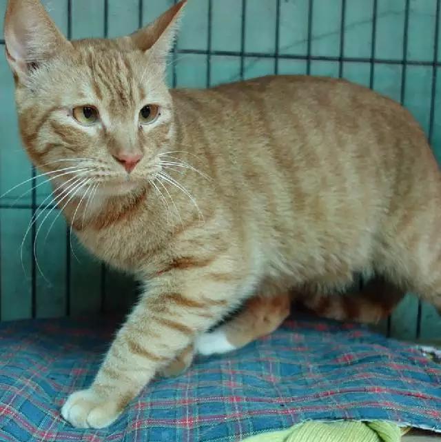 上海嘉定哪里有免费领养狗,瑶海区附近最近的宠物领养