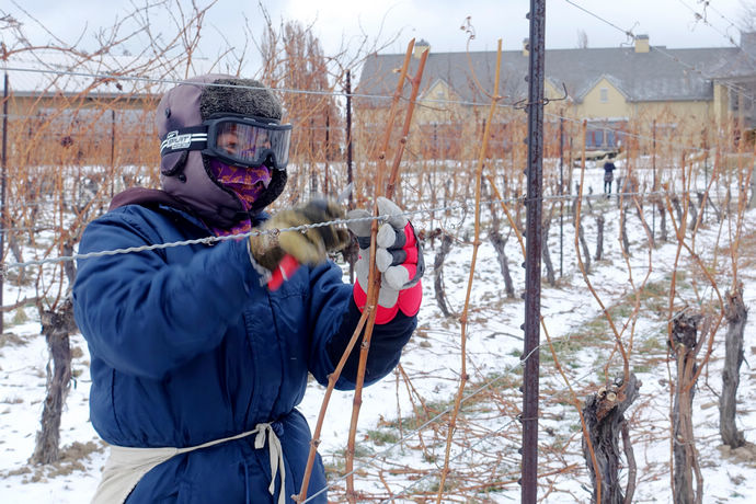 尼亚加拉珍稀冰酒,尼亚加拉冰酒