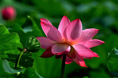 人生先贫穷后暴富的三大生肖,十二生肖哪个生肖是吉哪个是凶