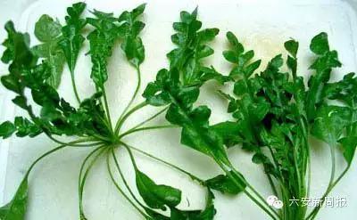 六安最新“野菜宝典”7种野菜，13种时令蔬菜，你都认识吗？