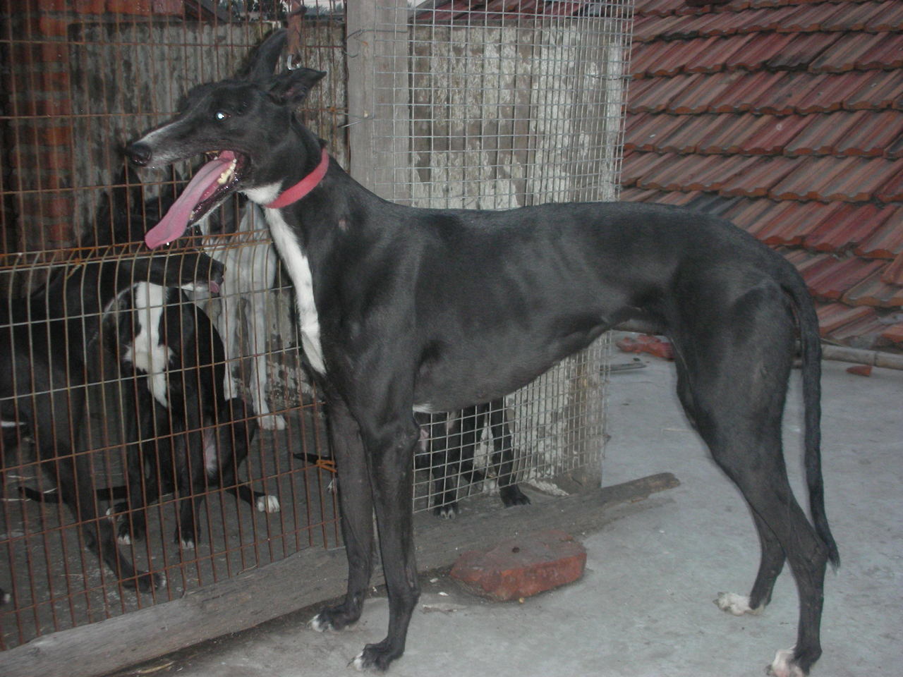 世界上跑得最快的格力犬叫什么,格力犬界的各大名犬