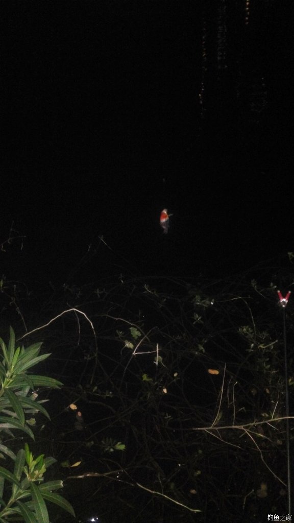 锦鲤迎春鱼跃龙门,锦鲤观赏鱼鸿运当头