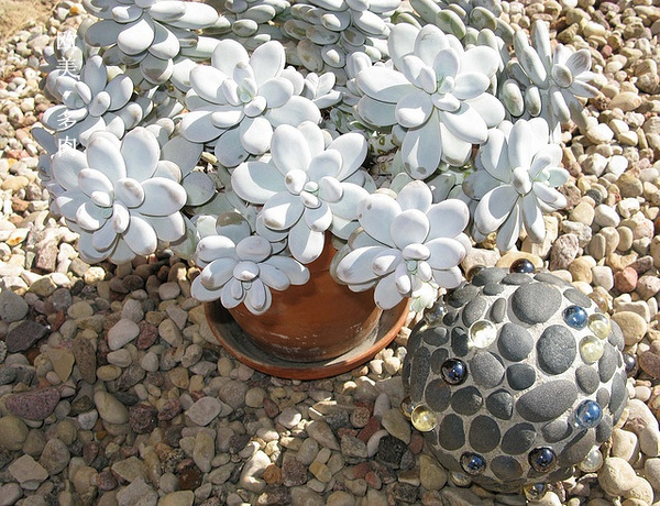 多肉张狂起来,狂野型多肉