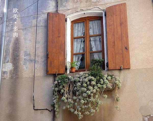 多肉张狂起来,狂野型多肉