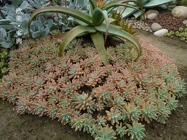 多肉张狂起来,狂野型多肉