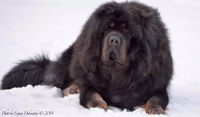 涓浗鐙湁鐘钘忕崚,甯呯嫍鍝佺钘忕崚