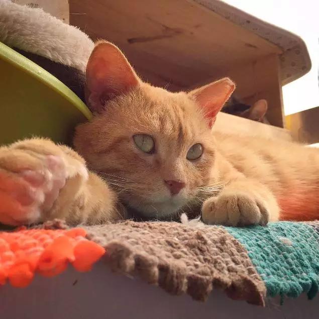 上海市领养流浪动物的地方在哪里,上海市领养小猫的地方