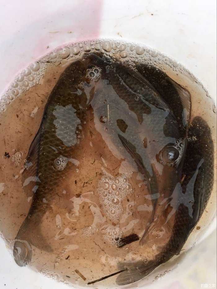 春天钓鲫鱼,春天钓黑坑新鱼