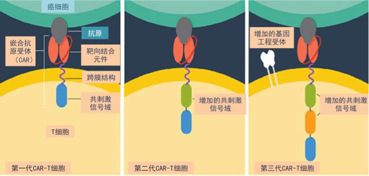 打造一部冲向癌细胞的战车：肿瘤免疫疗法之CAR-T细胞疗法