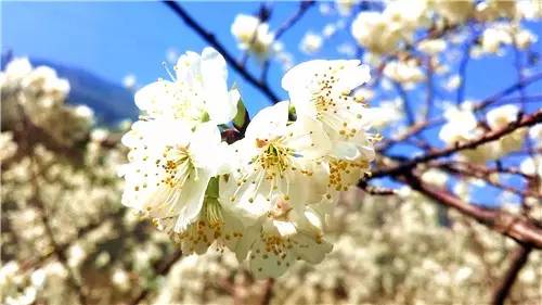 春暖花开：猴年春灿烂，樱桃花争艳，君若假日闲，关河金坪岸！