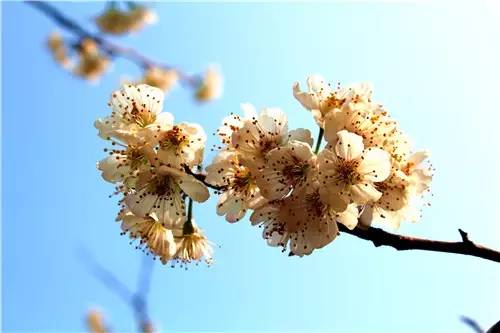 春暖花开：猴年春灿烂，樱桃花争艳，君若假日闲，关河金坪岸！