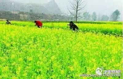 新闻资讯我县春耕春播热火朝天,春耕忙新闻