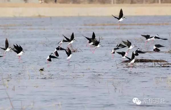 这条飘扬在河北大地的锦绣玉带,真是美爆了