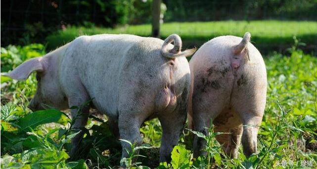 初生母猪难产怎么办,初产母猪难产掏不出来剩一头咋办