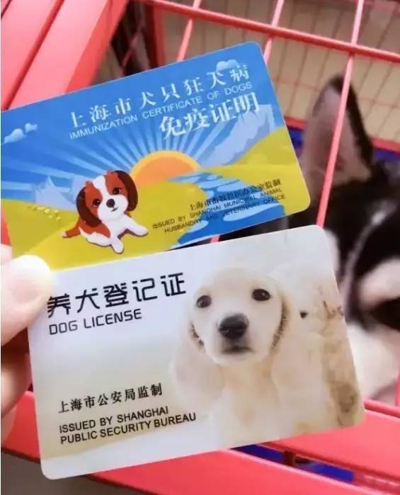 上海犬证办理流程,上海养犬证哪里办