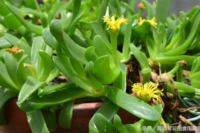 常见的番杏科多肉种植品种8枚，喜欢的话就收藏吧！