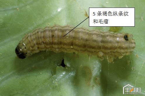 种植白菜心怎么管理,防治白菜萝卜病虫害哪个药好