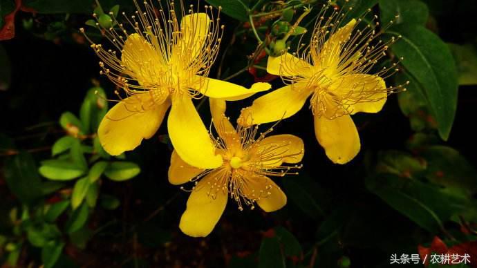 蓝花接骨草主治筋骨疼痛，风湿麻木，半身不遂，跌打损伤