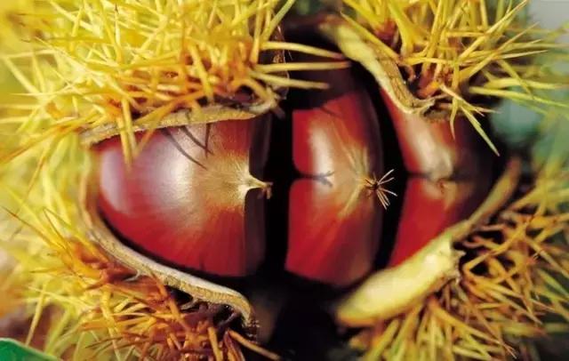 它被称为秋果之王好吃不贵还养生,它是水果中的维c之王