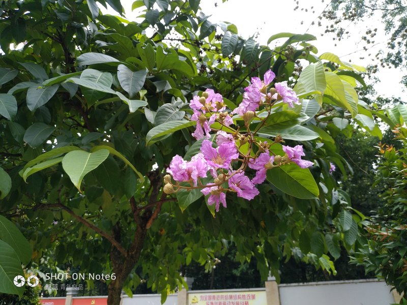 2020年的魅蓝note6好吗,魅蓝note6缺点曝光