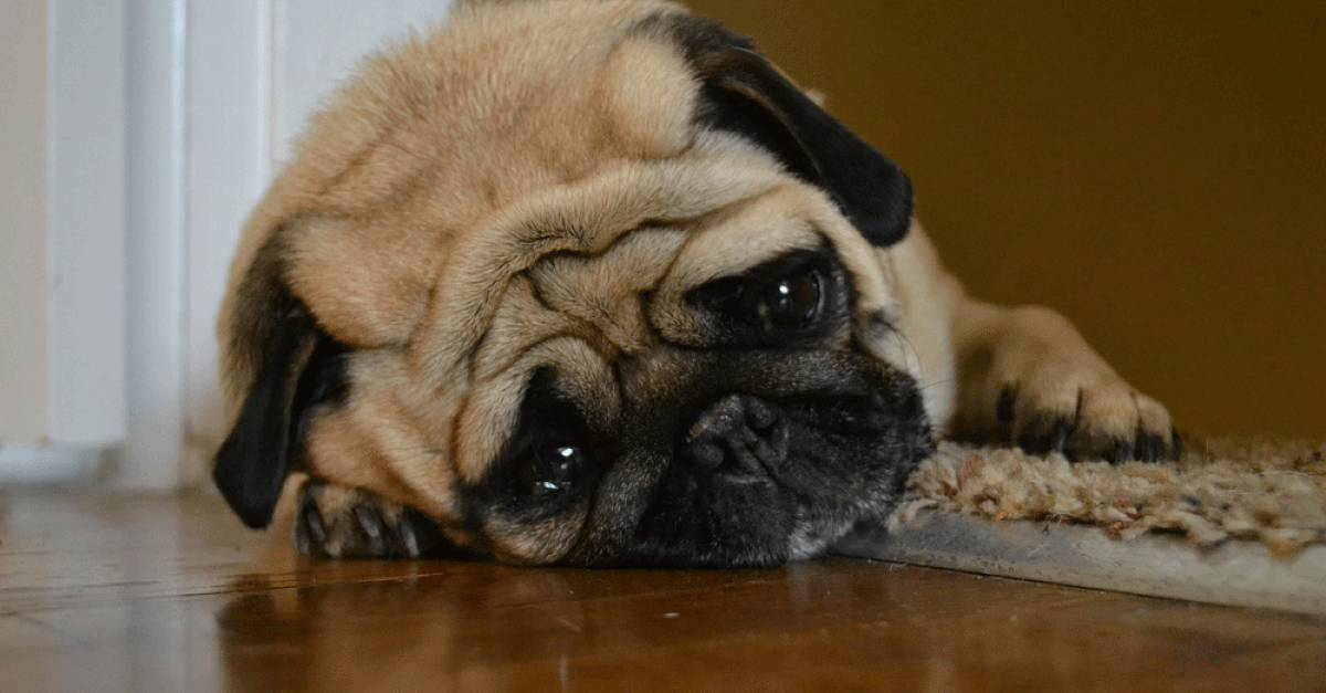 狗狗发出哼哼唧唧的声音怎么回事,狗狗发出呼哧呼哧的声音吃什么药