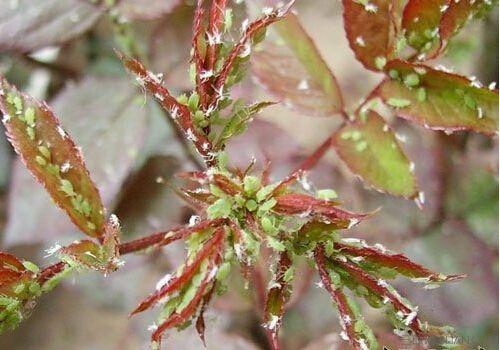 怎么去除月季上的蚜虫,如何消灭月季蚜虫小妙招