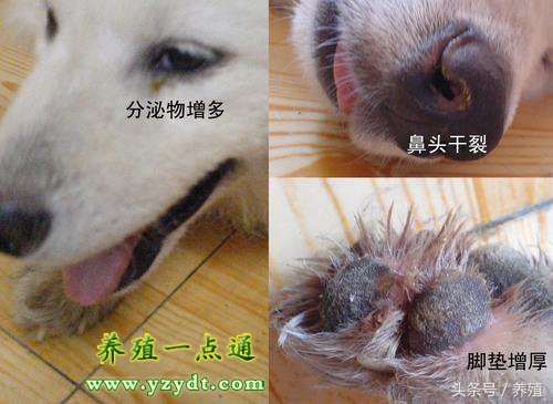狗得了犬瘟热在家怎么治,狗得犬瘟热的症状是什么