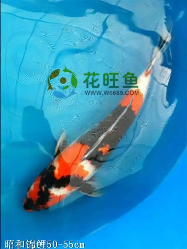 极品丹顶红,五色丹顶跟红白丹顶哪个贵