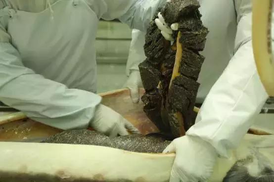 鲟鱼有没有鱼子酱,鲟鱼卵鱼子酱