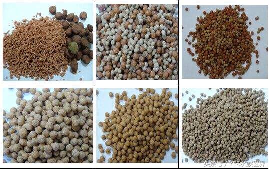 教你如何在混乱的鱼饲料市场中挑选健康营养适合自己鱼宝的食物