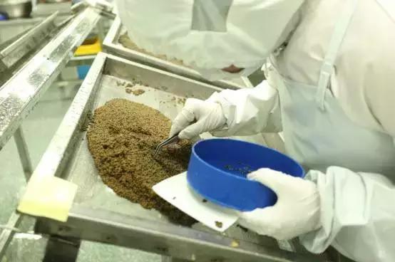 鲟鱼有没有鱼子酱,鲟鱼卵鱼子酱