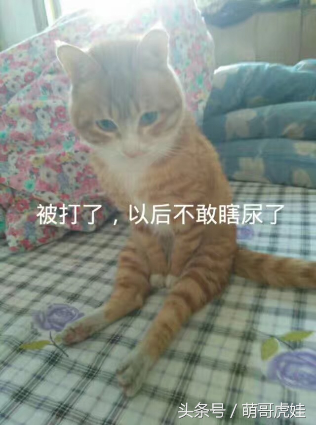 小猫尿床穿纸尿裤,宠物猫老是尿床