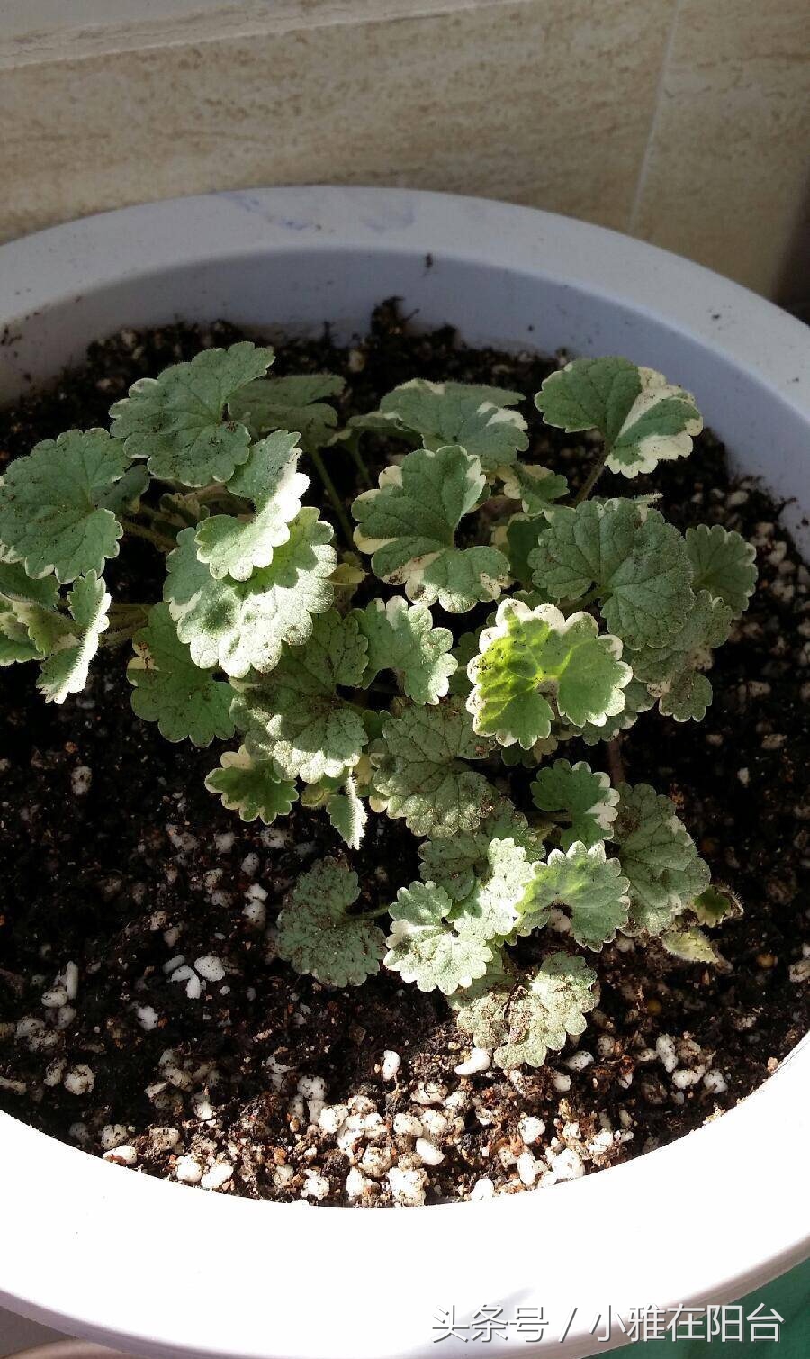 吊兰和薄荷放在一个盆里养,薄荷怎么养才能爆盆6种养护事项