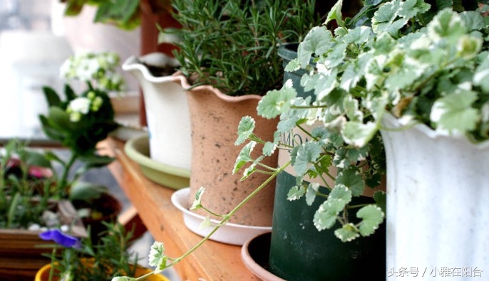 吊兰和薄荷放在一个盆里养,薄荷怎么养才能爆盆6种养护事项