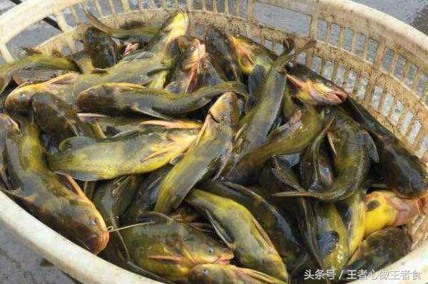 被野生黄刺鱼扎出血了有事吗,身上有刺扎到特别疼的鱼