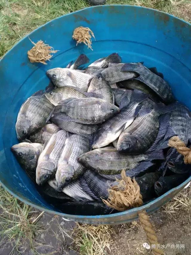 海南罗非最新价格,海南罗非滞销价格