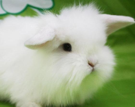 道奇猫猫兔聪明吗,道奇猫猫兔