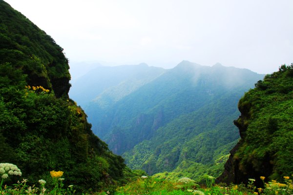 天天有人去山上采蘑菇,每天来观看的游客上万人
