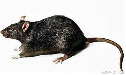 老鼠跑空调里去了不知道怎么治它,老鼠晚上活动太吵怎么治它