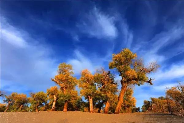 三千年的情缘,三千年的企盼只为这一季的金秋(附攻略)