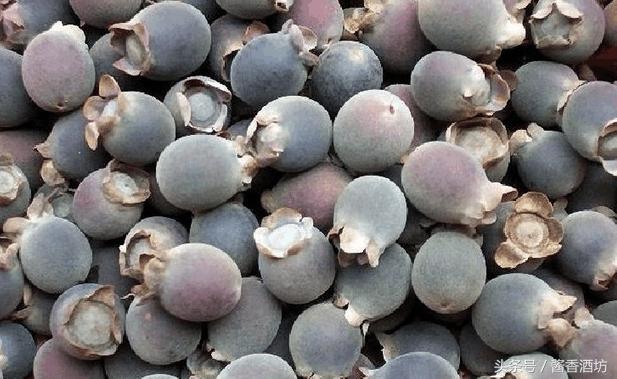 山稔子泡酒可以泡多少年,山稔子用什么酒泡好