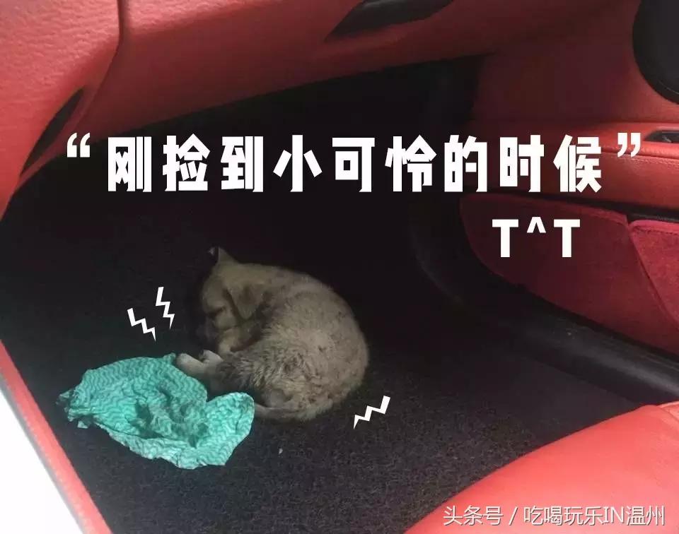 爱狗如命的女孩是什么心理,爱狗如命的女主角