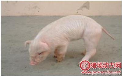 猪链球菌关节肿大怎么治疗,猪关节肿大怎么快速消除