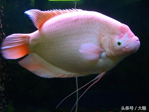 养的招财鱼死了怎么处理,招财鱼怎么避免烂身