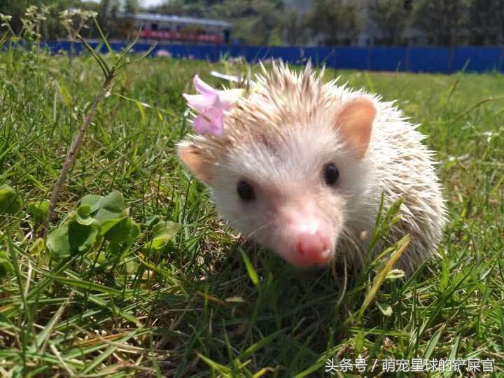 洗澡前的刺猬生无可恋，洗完后成为草地一只花，温柔卖萌
