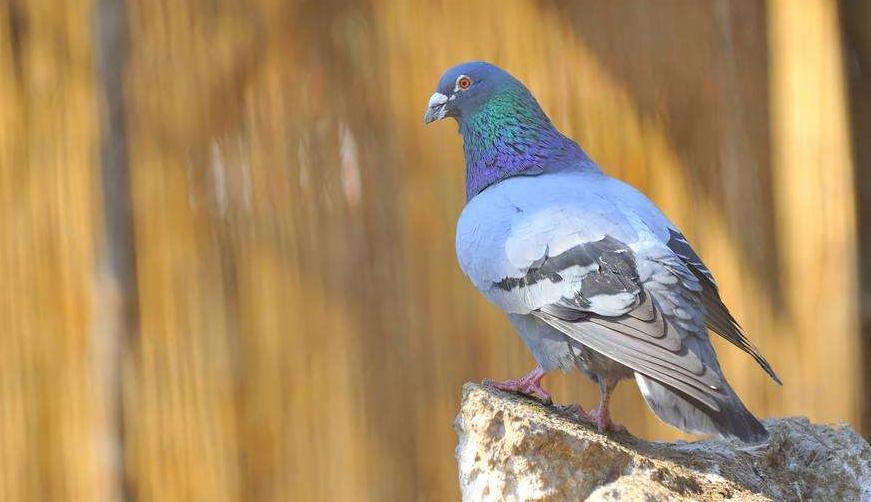 鸽痘怎么预防,鸽子眼部鸽痘怎么治