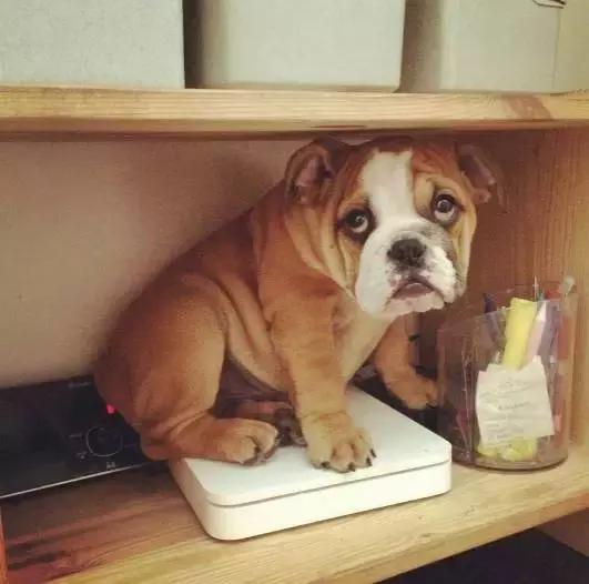 斗牛犬饲养知识,斗牛犬生产注意事项