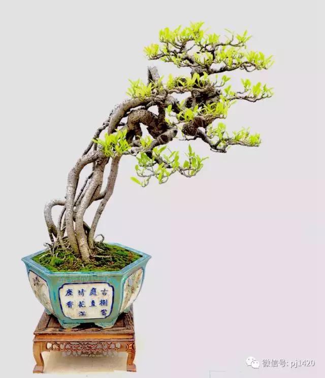 50种盆景树图片大全,50种盆景植物图片大全