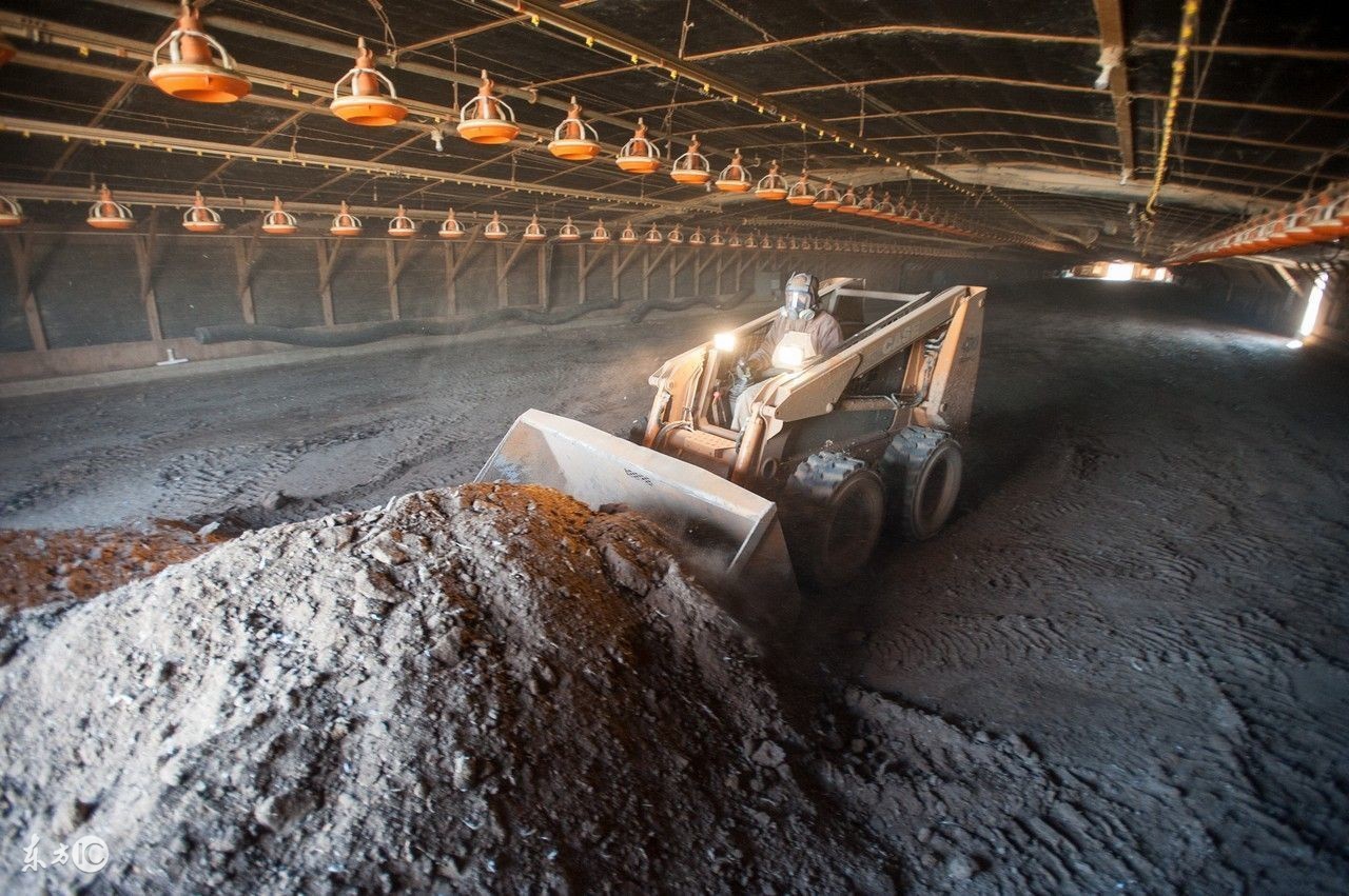 蛋鸡法氏囊会不会影响产蛋,蛋鸡病后产小蛋