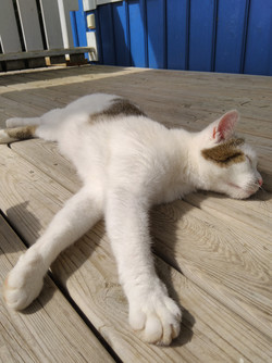 经典手机怀旧诺基亚6,诺基亚6二代手机怎么样